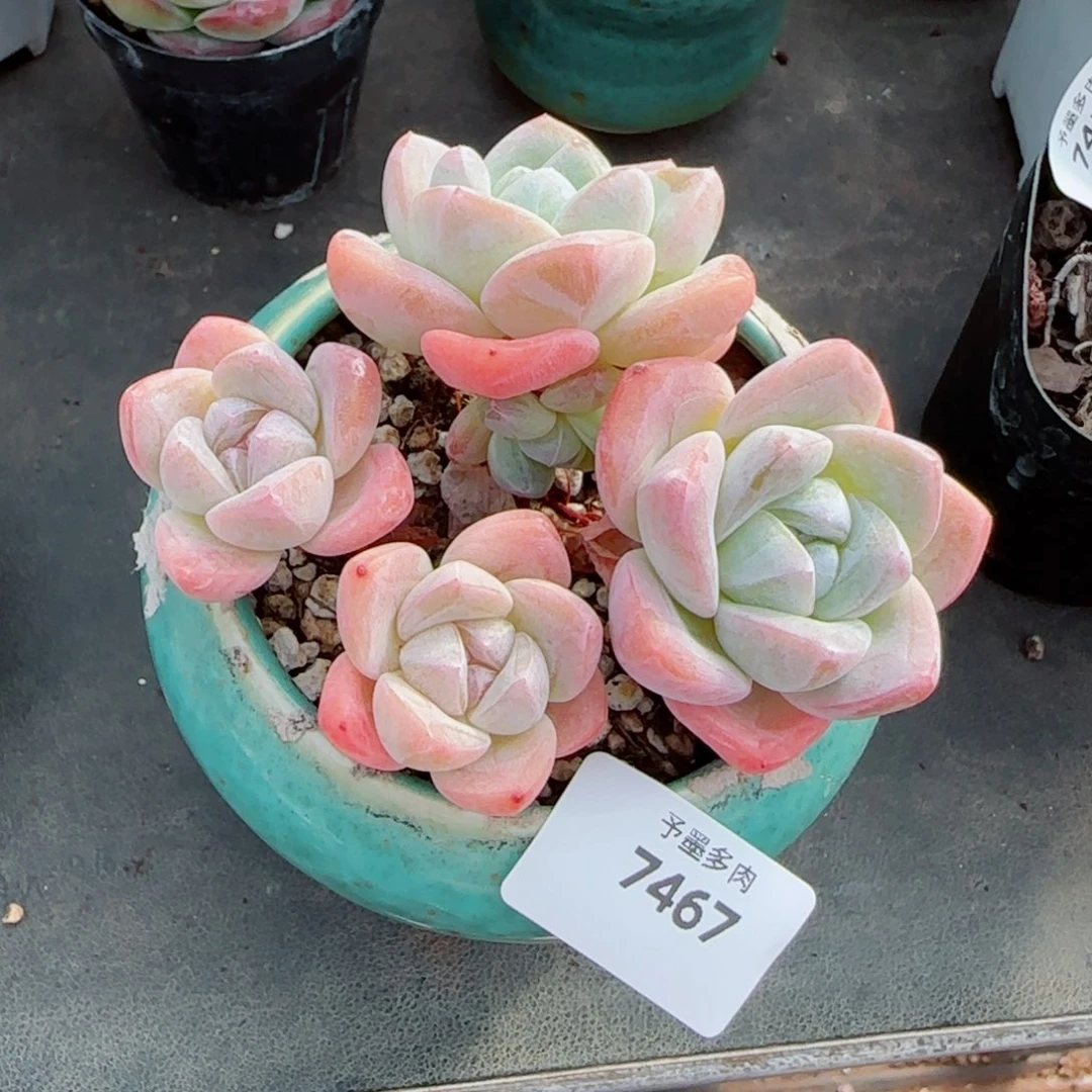 长杆冰玉，7467多肉植物
