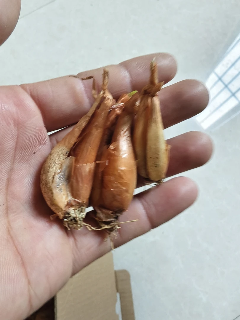 四川小香葱头带根黄葱头火葱头四季种植阳台盆栽佳品干葱头萝卜