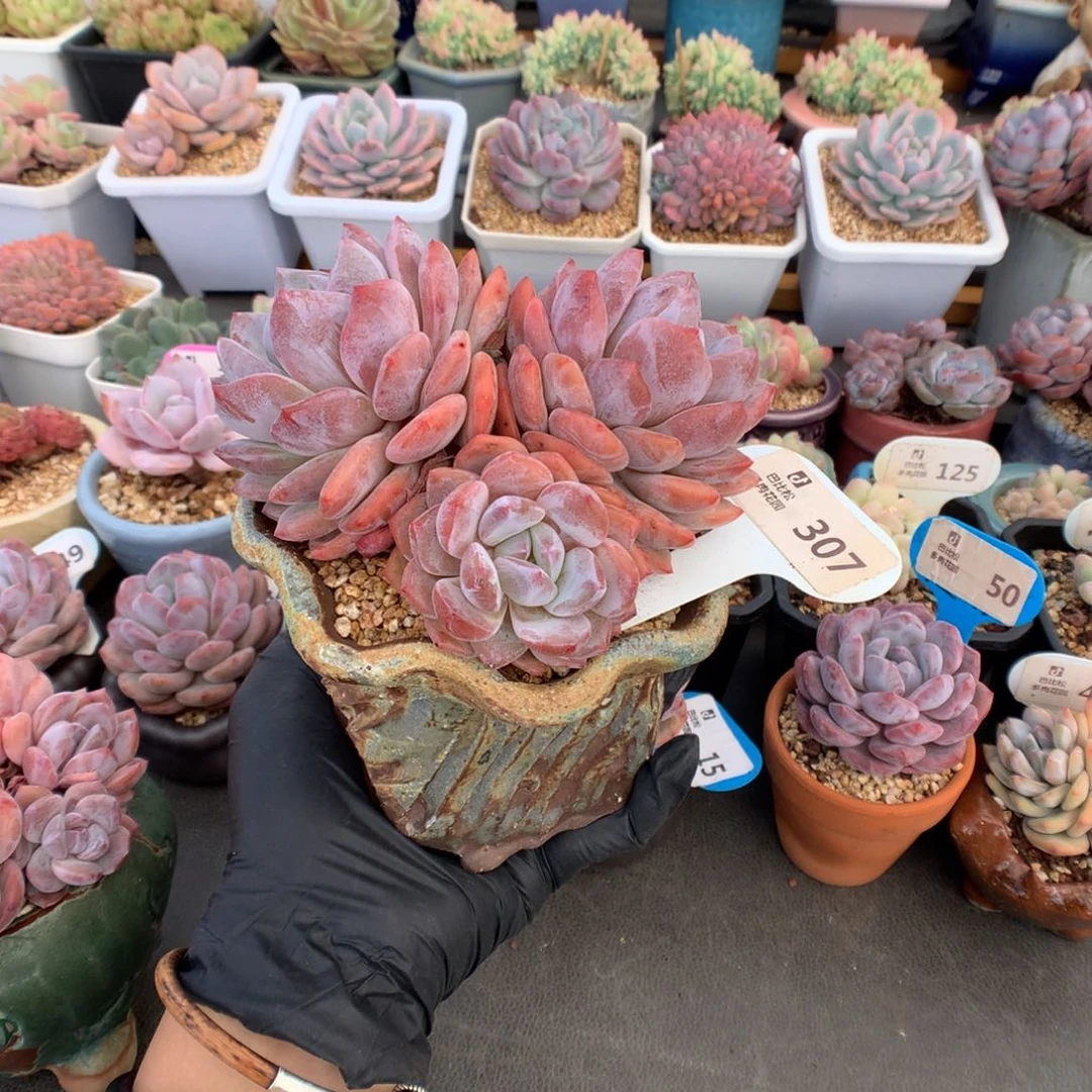 罗***敏307 橙梦露带盆土发货