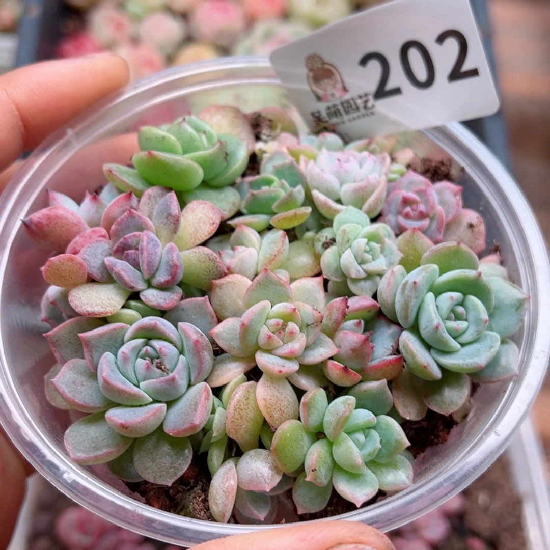 多肉植物多肉植物