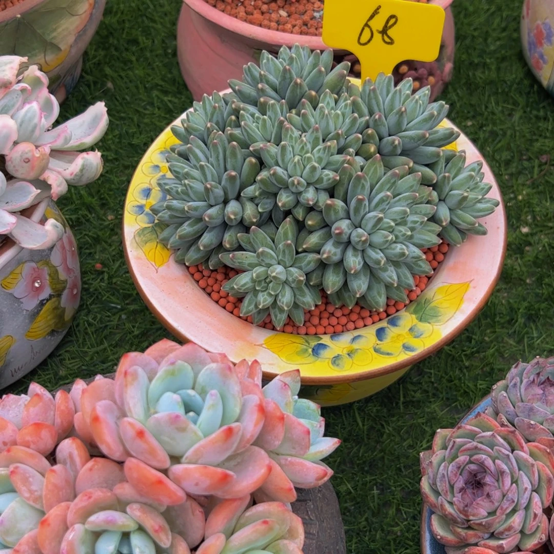 Y***Y手捧花伊卡鲁斯多肉植物