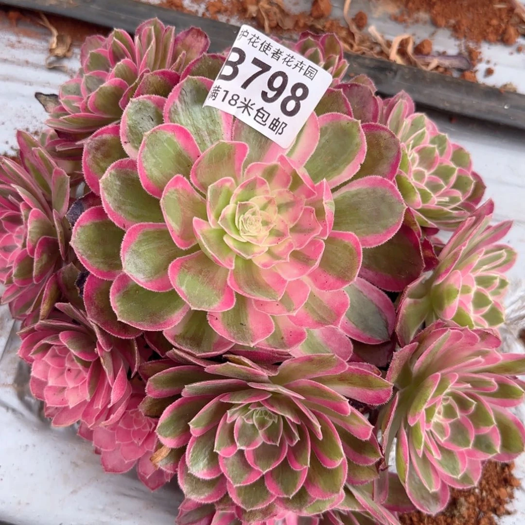 多肉法师龙润景朵