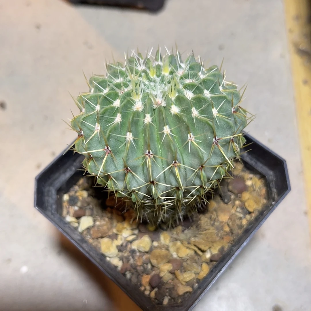 实生白狮子仙人球