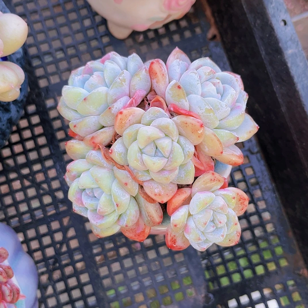 冰玉10公分好9999999999