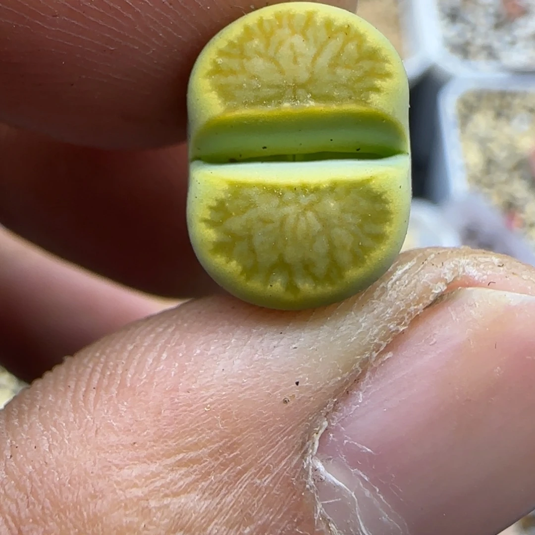 482 生石花大棚直播