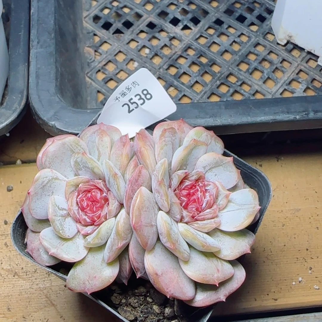 宫花，2538多肉植物保护