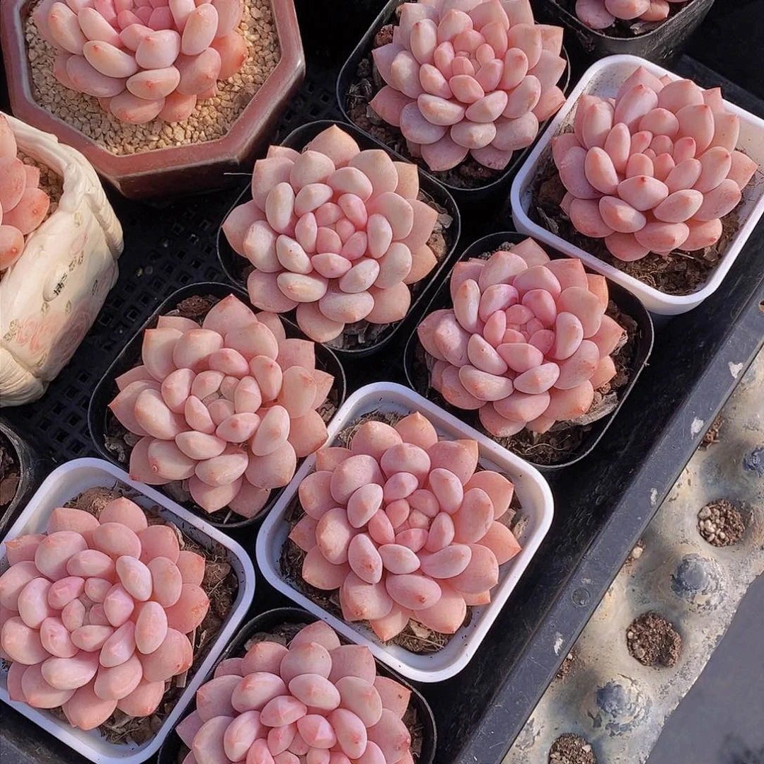 0210-半夏单头一颗 带白方 量拍