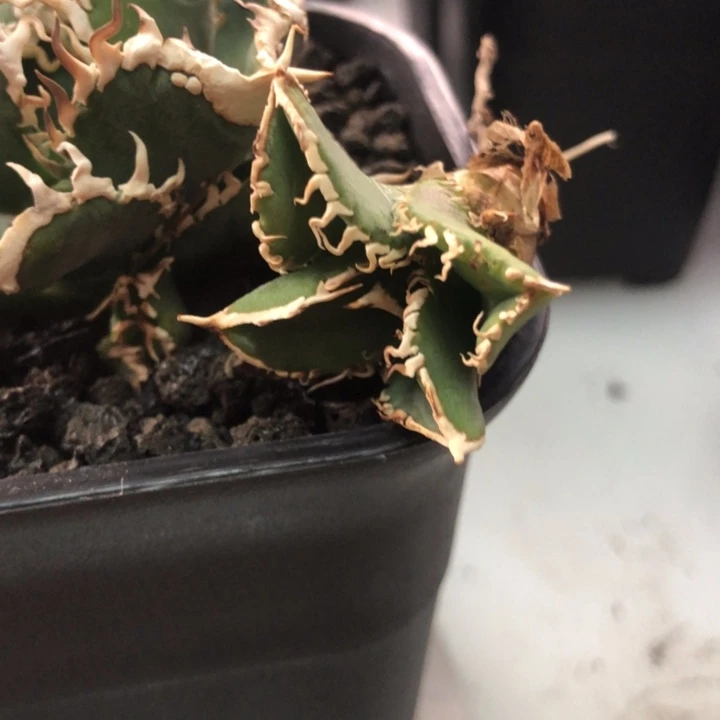 白豪刺仁王冠龙舌兰侧芽有伤