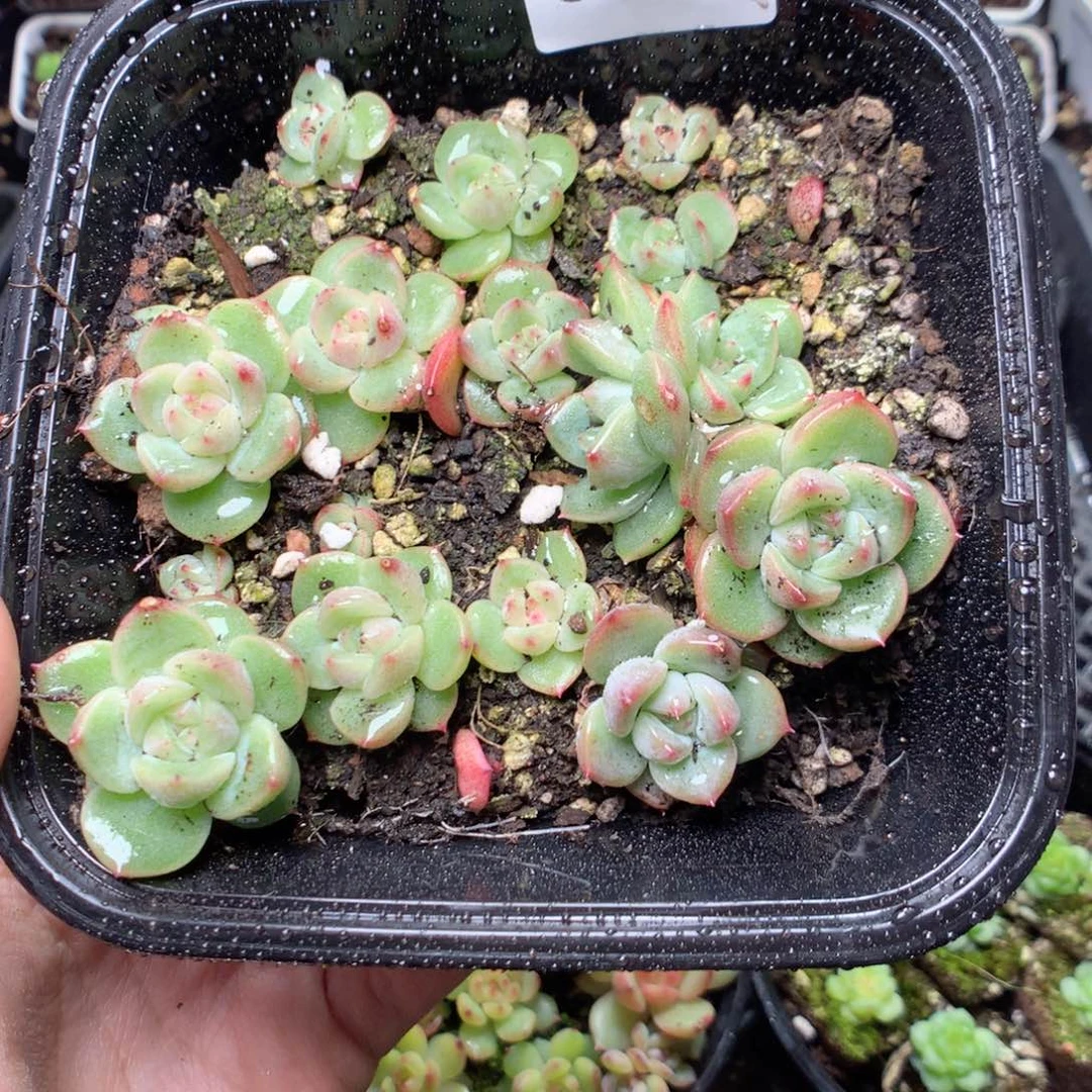 无花朵S37yyyyyyyy