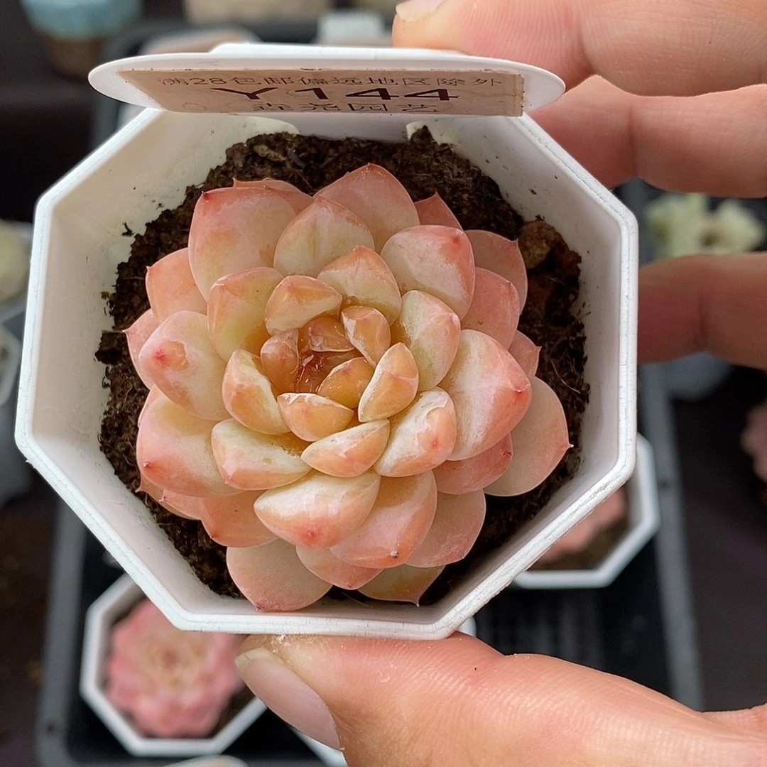 0144 冰葡萄 4.5cm