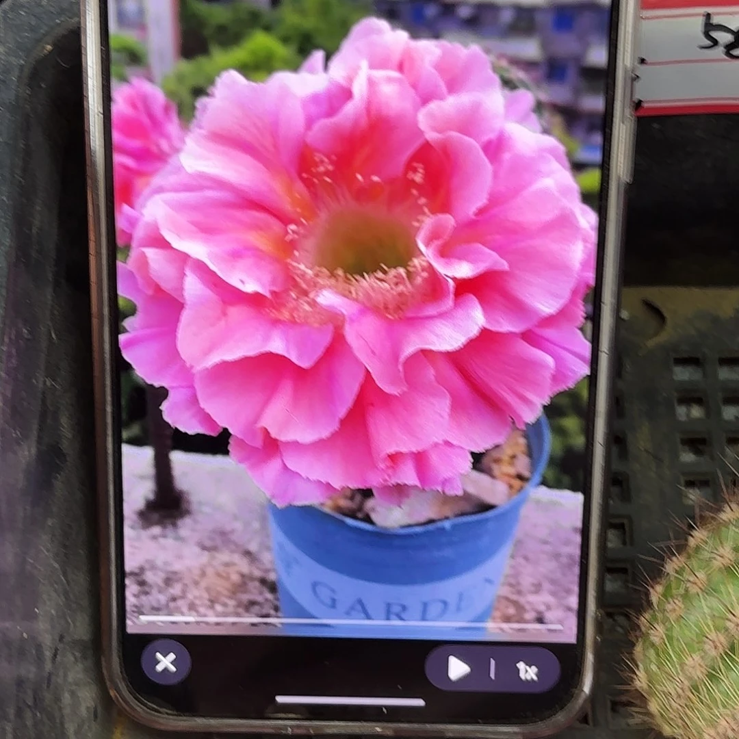 南方淑女侧牙20包邮12