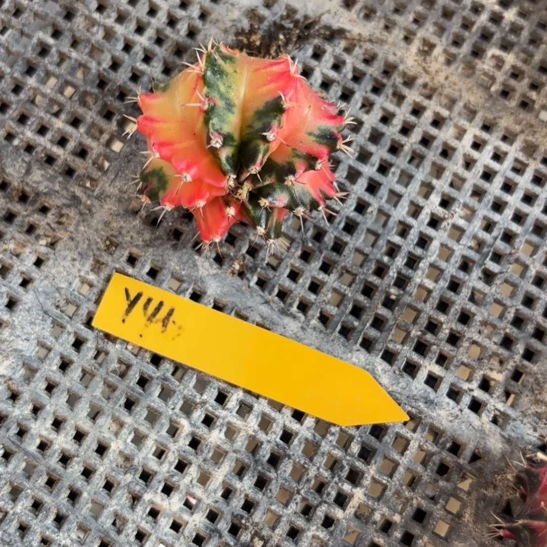 166-1213泰国发货多肉