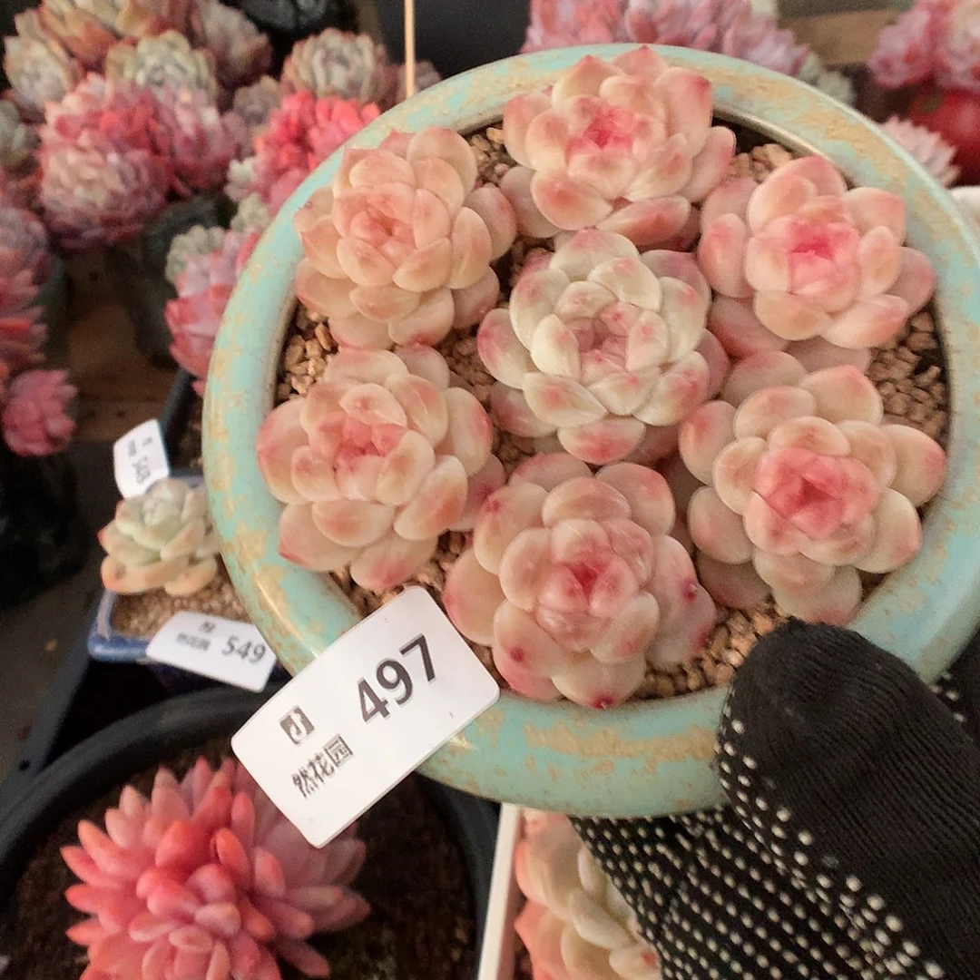 497冰魄7颗多肉植物666
