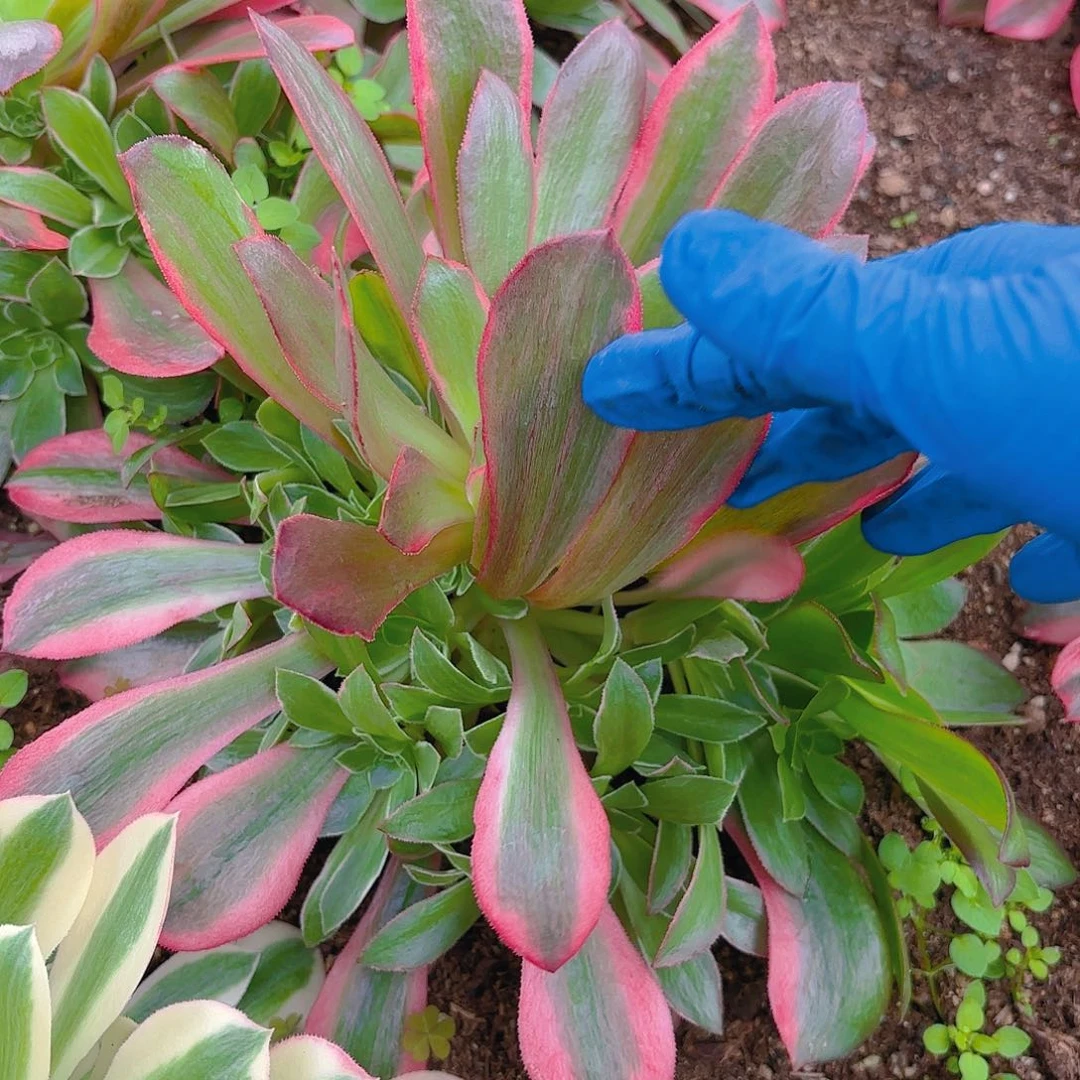 女妖多肉植物手捧