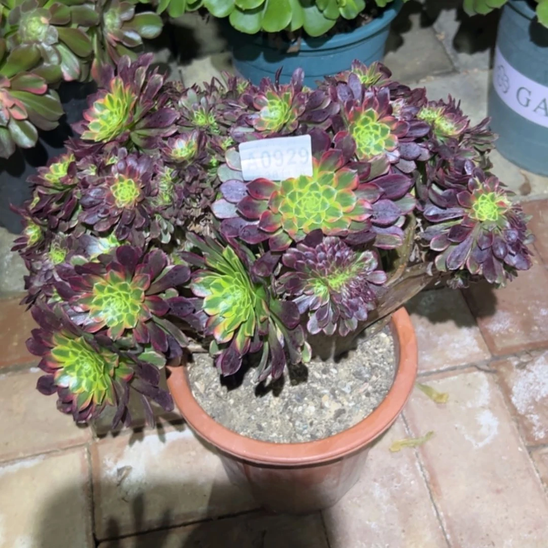 【闪购商品】亲*的929朝霞缀多肉