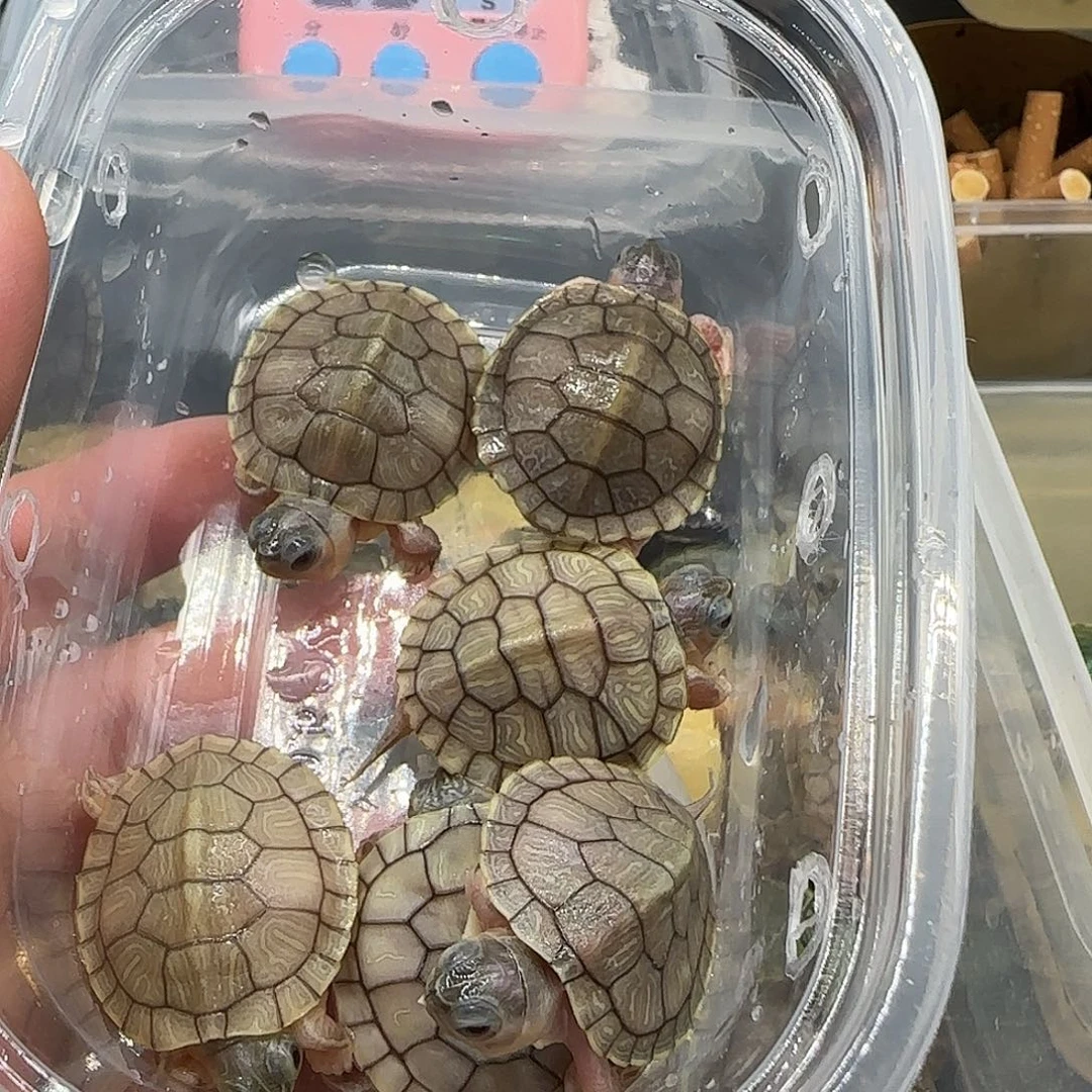 母绿毛龟全品果彩包活到手福利