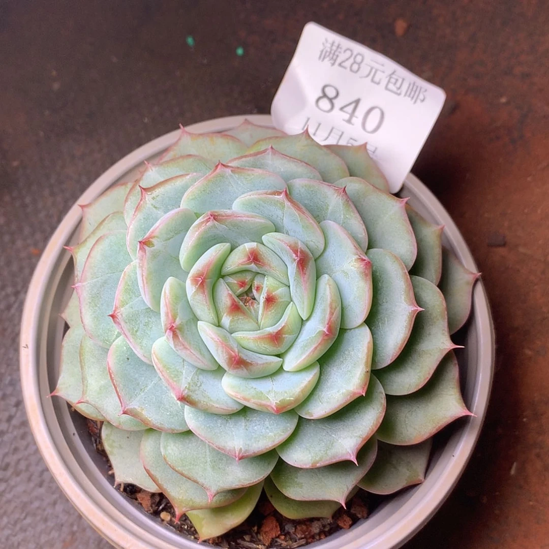 【闪购商品】云840号