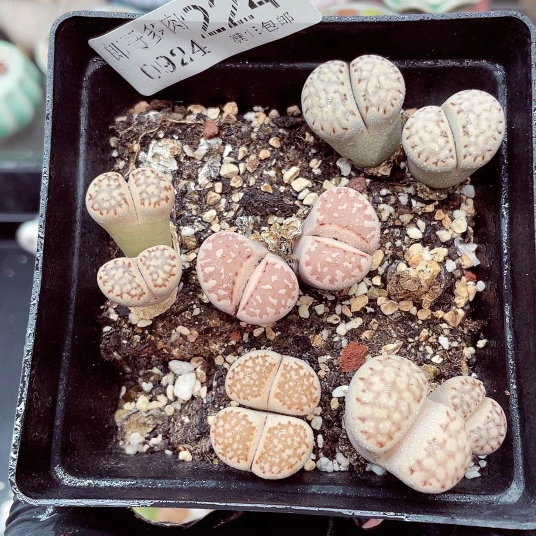 生石花满18包邮0924-224