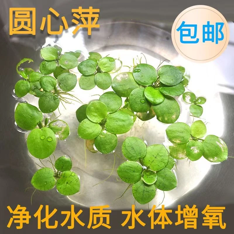 圆心苹果形萍浮萍水草净化水质水培庭院圆心萍鱼虾龟缸水族箱造景