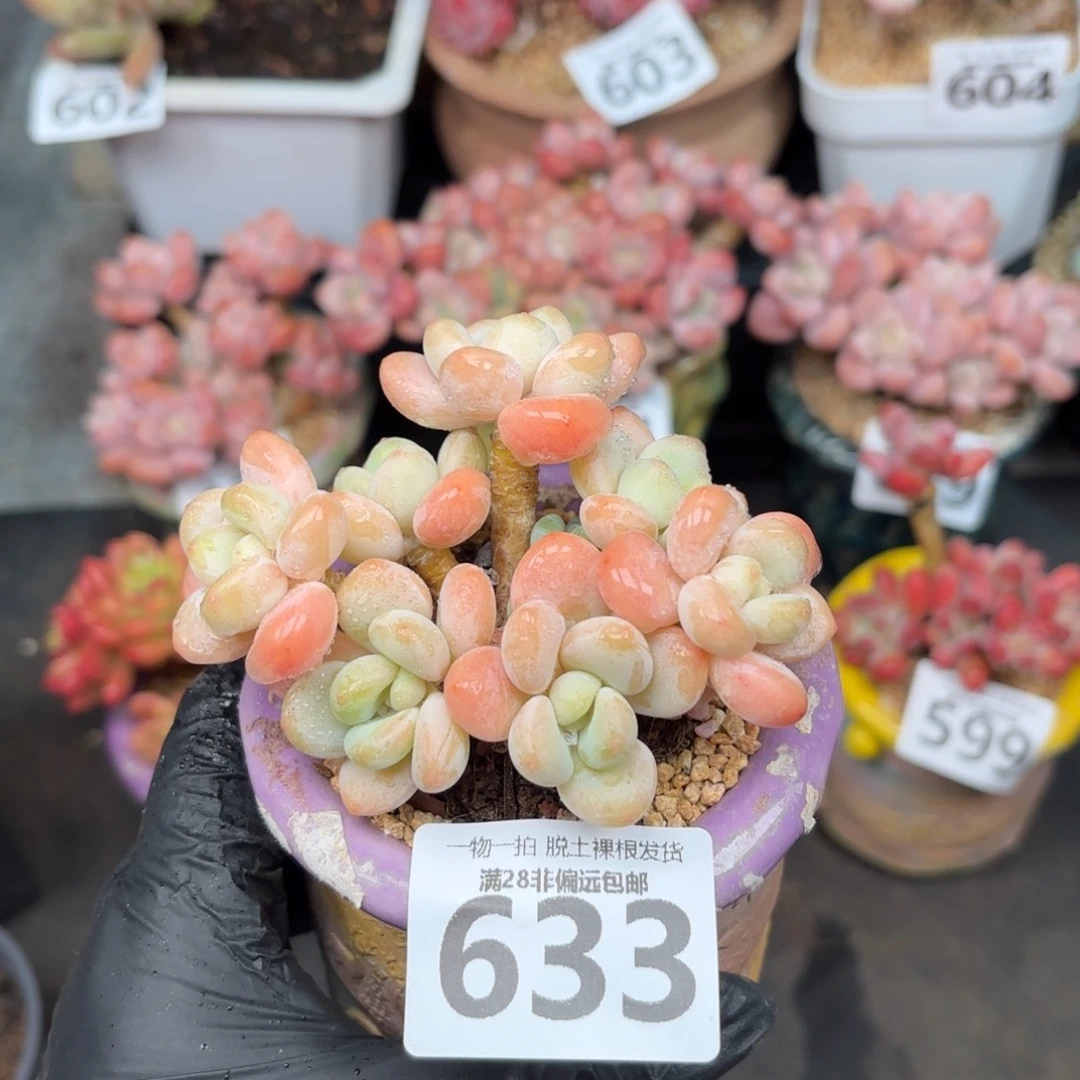 橘子洛神无盆土发货