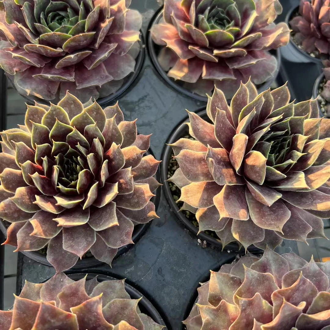 12厘米盆 唐纳鲁森 带盆栽好发货