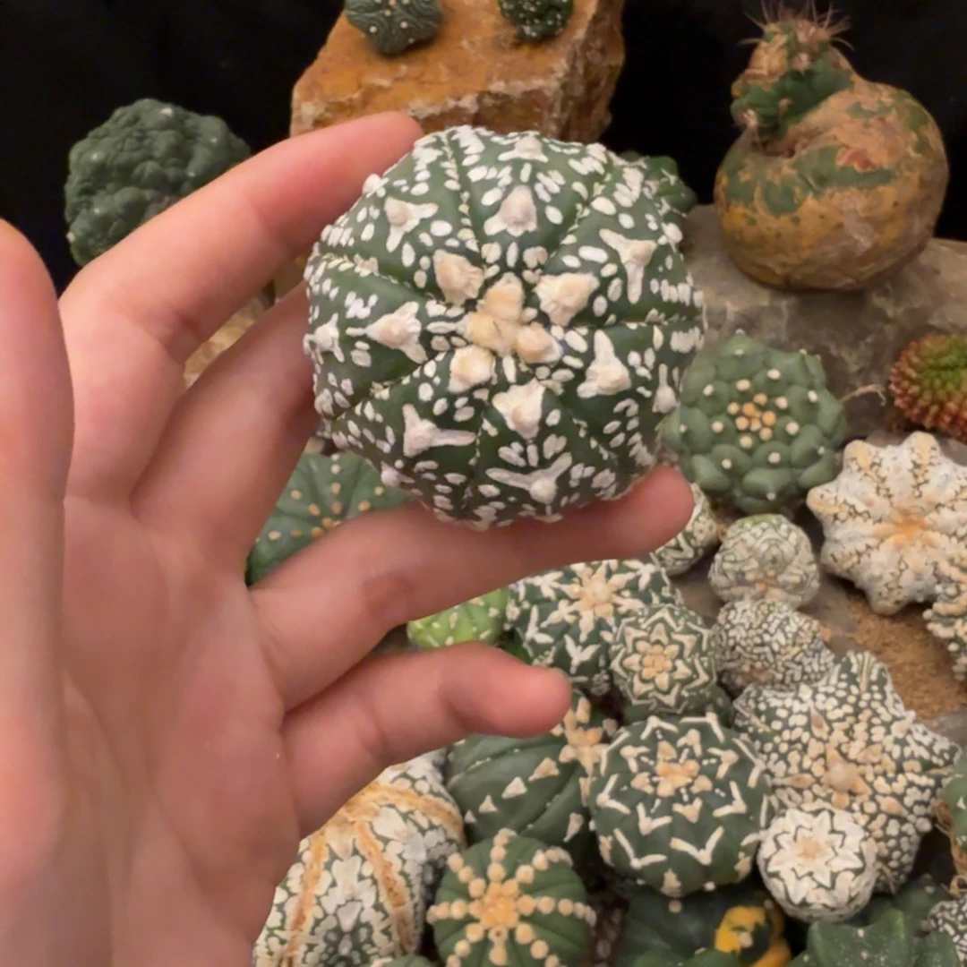 v兜哈哈哈哈哈哈哈哈