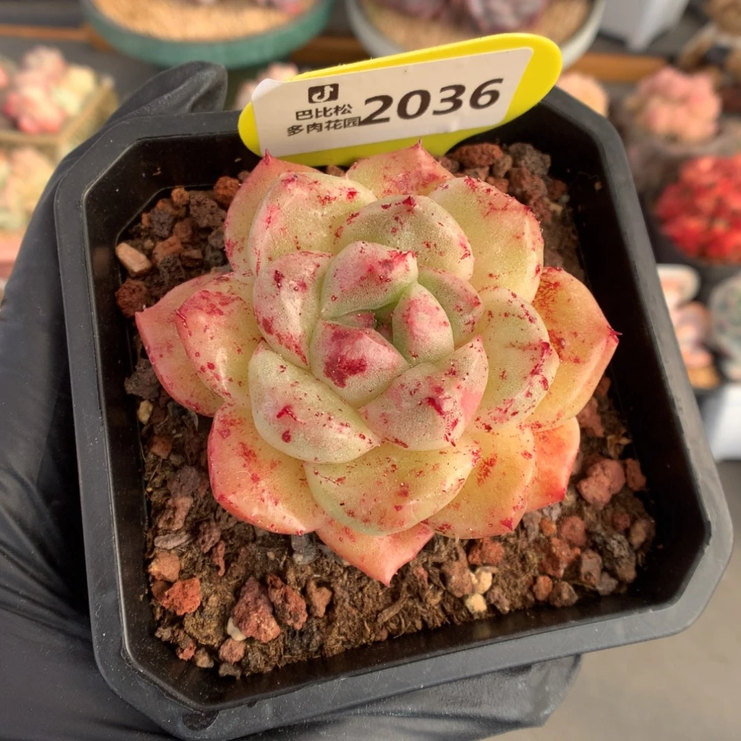 2036 冬云石化多肉