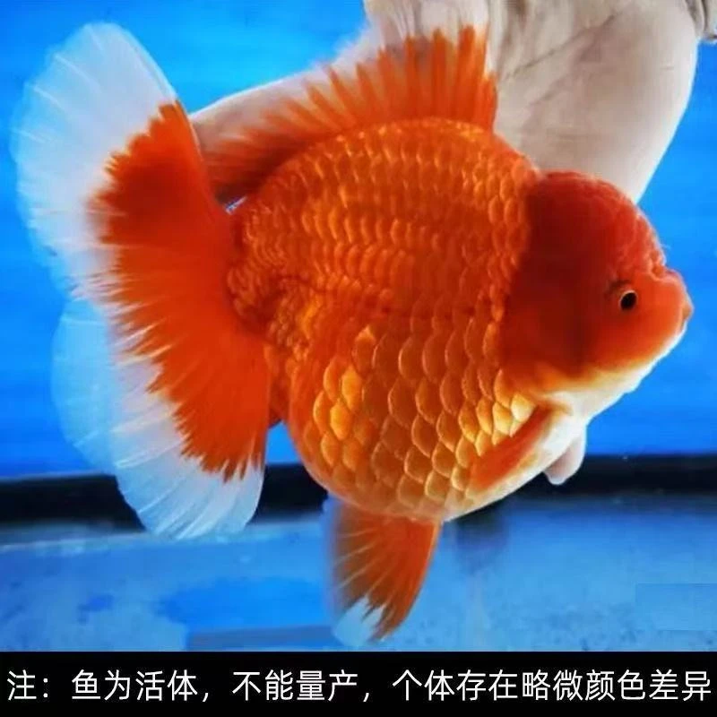 精品高档耐活耐寒泰狮活鱼百褶裙金鱼淡水冷水观赏鱼