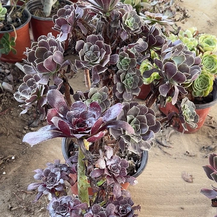 2棵玫瑰玫瑰玫瑰玫瑰
