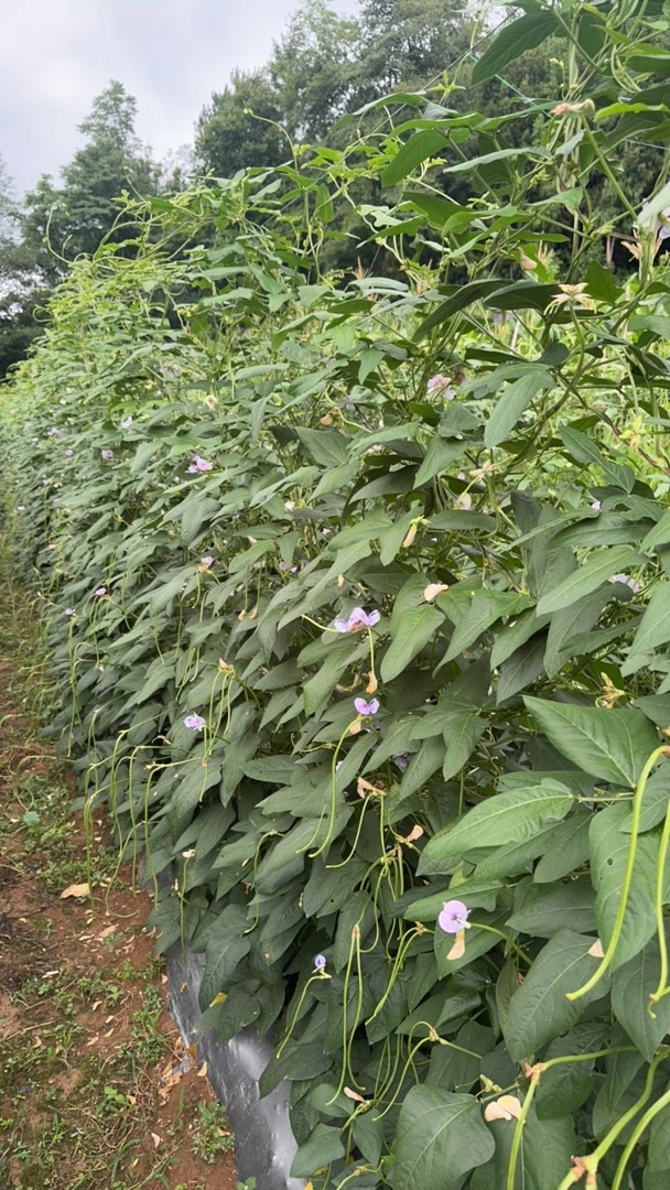 恩施高山露天农家自种长豆角五斤包邮