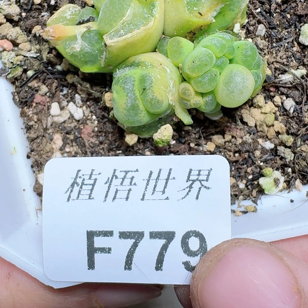 779号多肉植物哇唧唧c