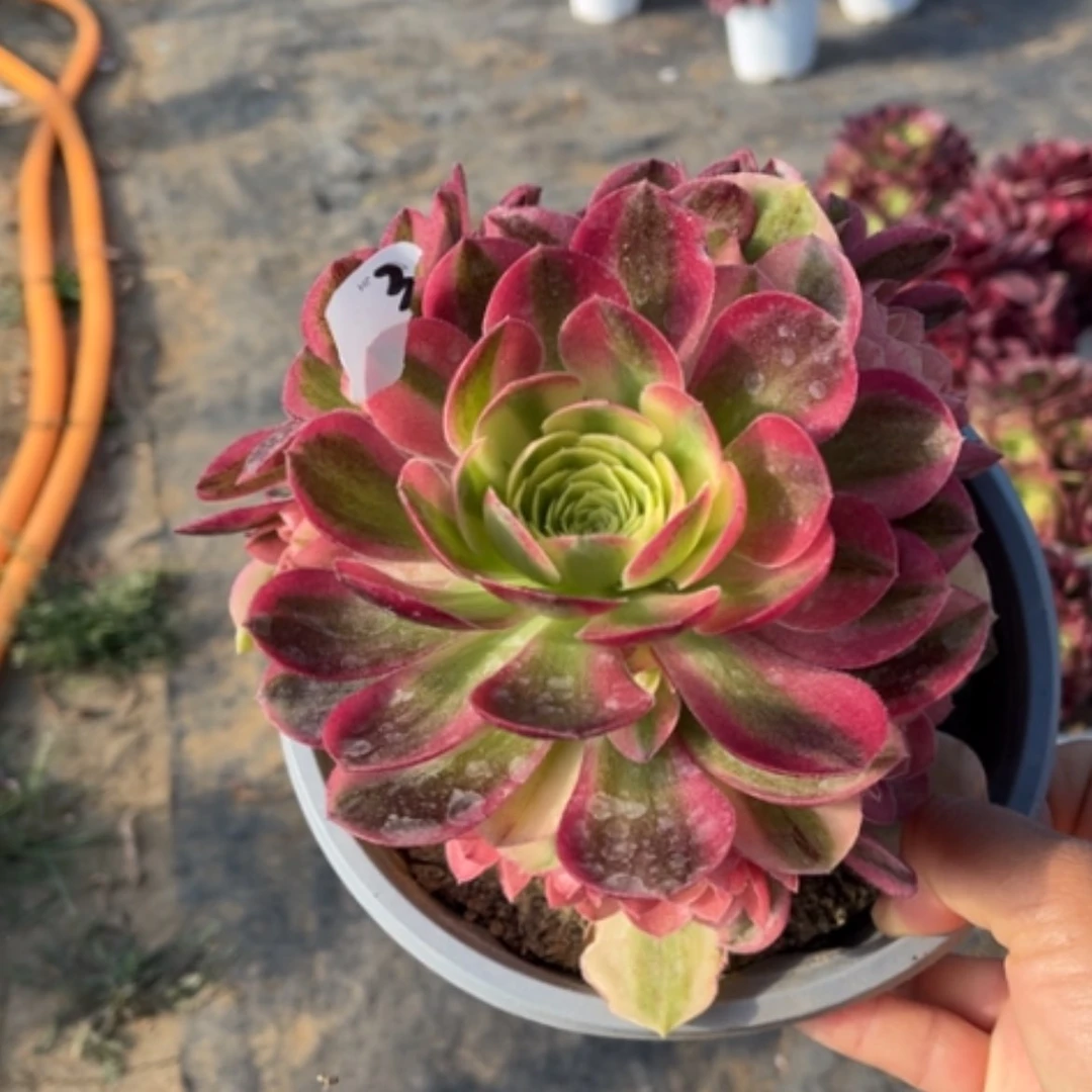 【闪购商品】3玉姿多肉法师