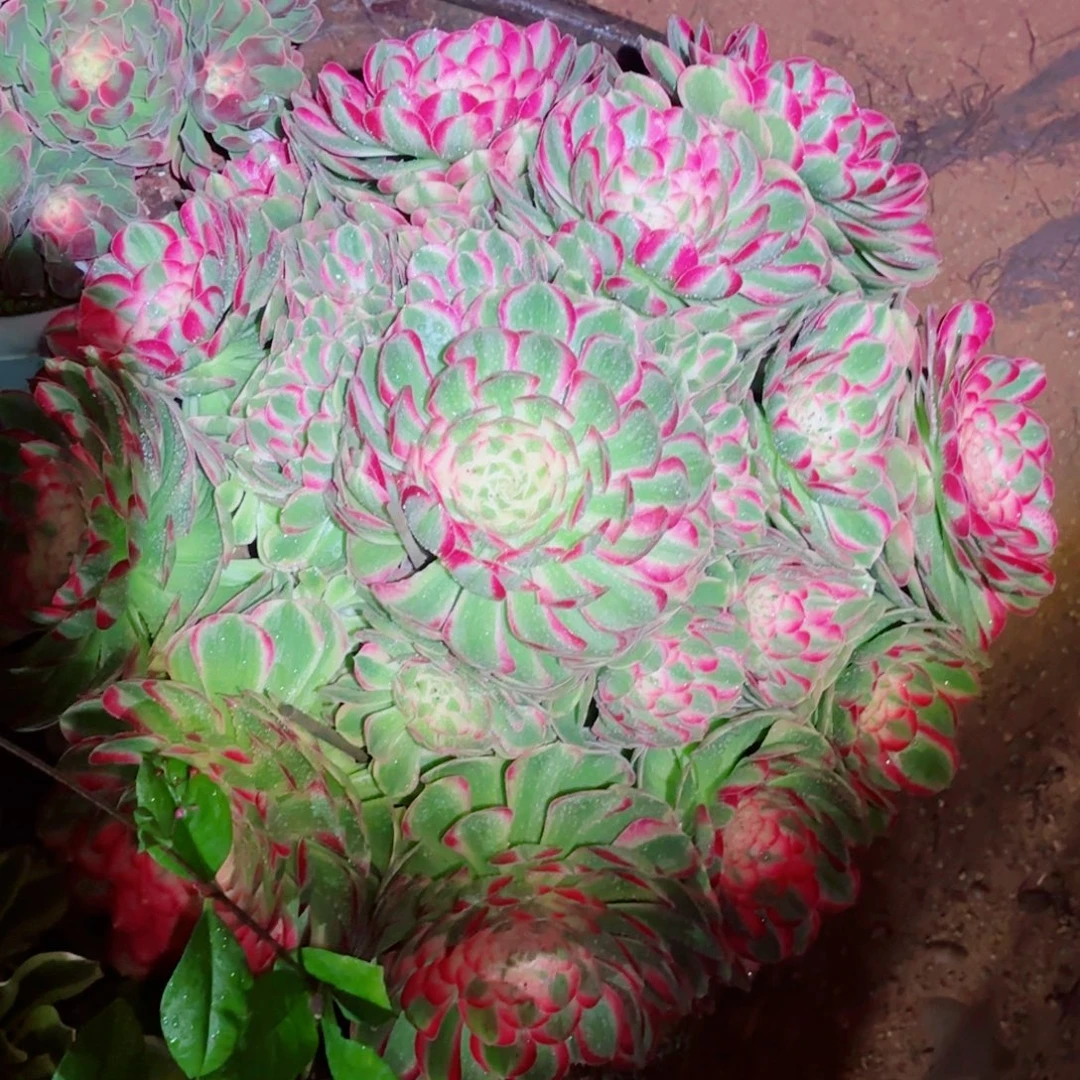 大***G云南多肉植物孔雀翎