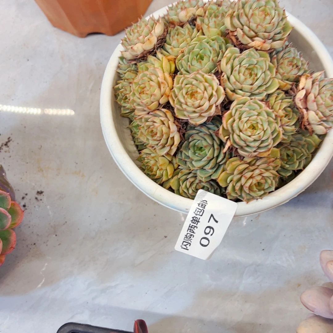 啦***啦多肉植物保护97植物
