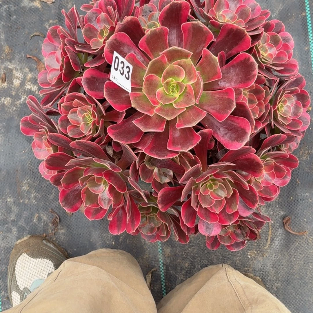 033超大凤冠多肉植物发货