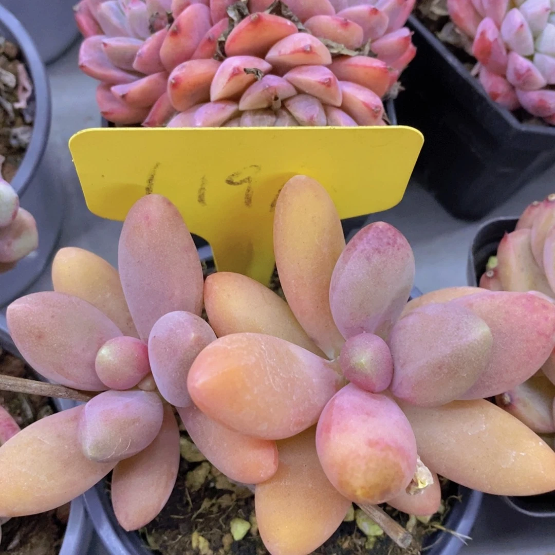 活动专场第一场，5送1