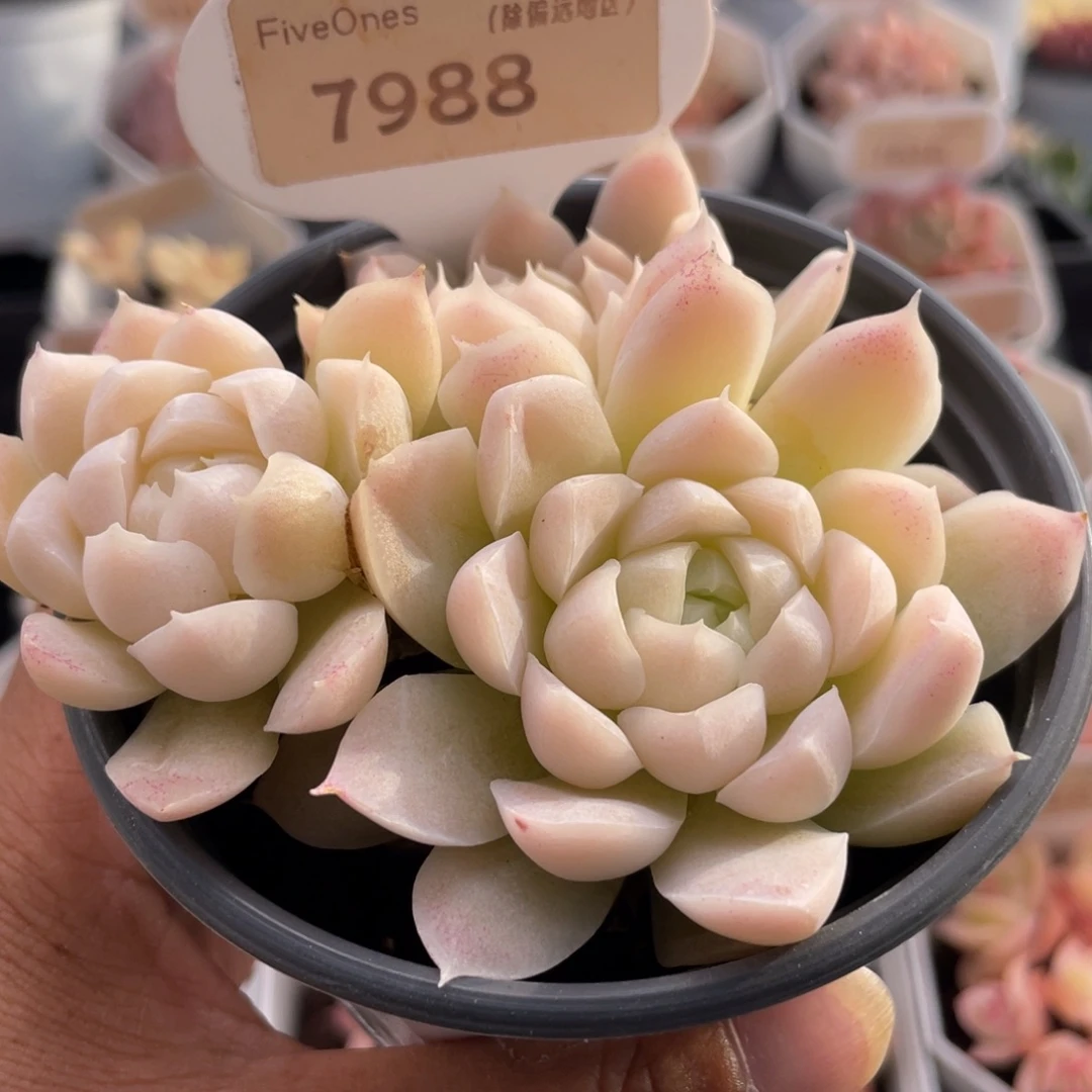 白月影7988-9.0厘米