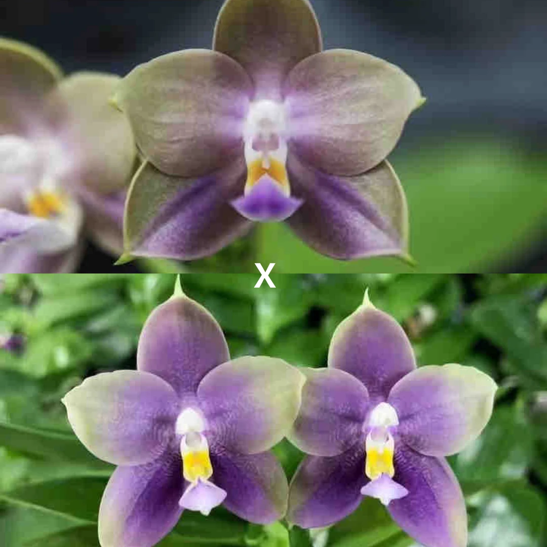 花农杰哥原生种珍奇类蝴蝶兰AMM152