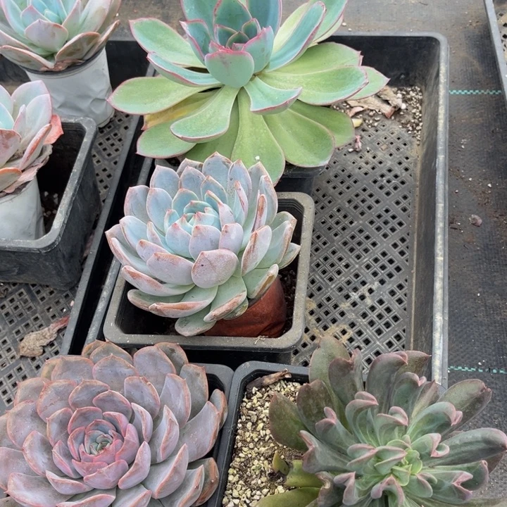 芦***姐美国蓝光粉笔菲欧娜鹰爪