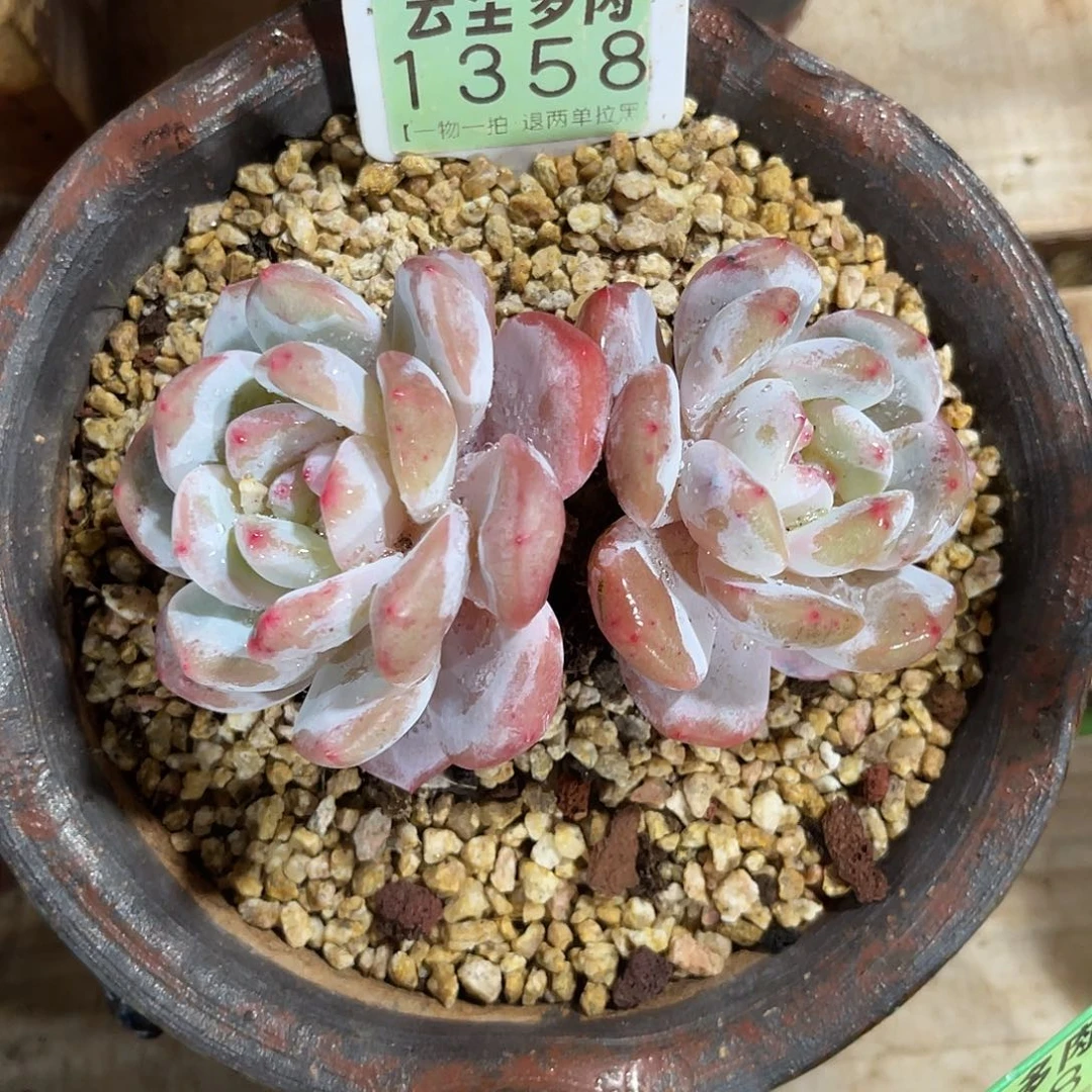 许***生云尘多肉一物一拍 不含盆 1358,