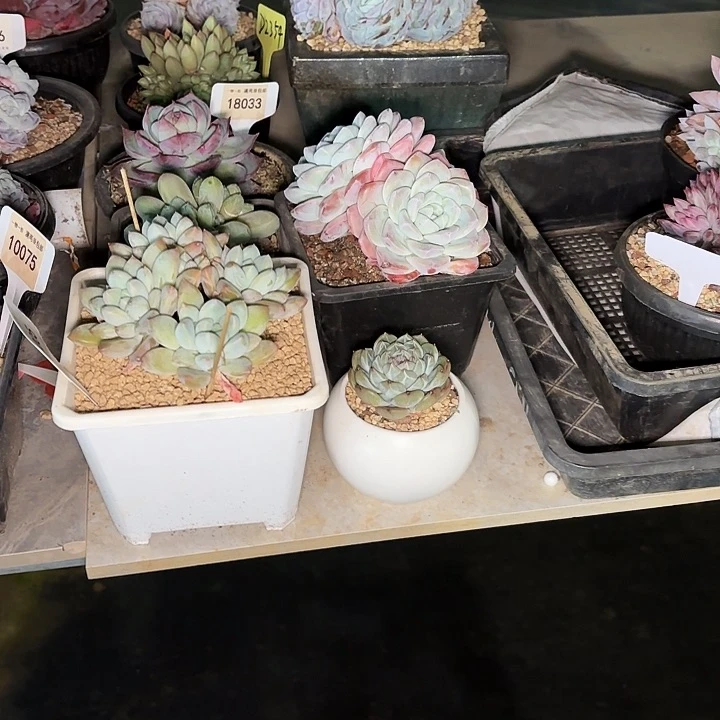 衍雪珍妮一物一拍10075