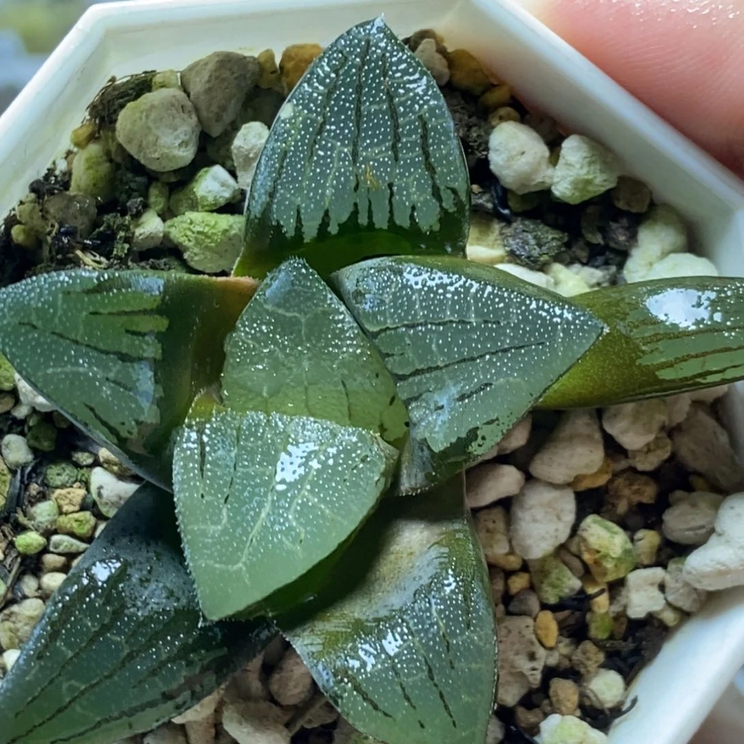 JP33克里克特一物一拍