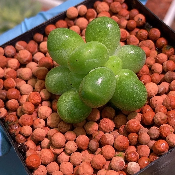 潘朵拉锦多肉植物多肉