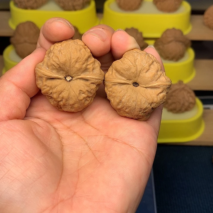 把件文玩核桃古蟾