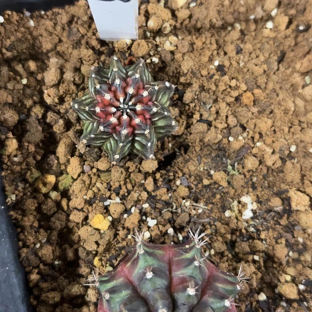 328-0717泰国发货多肉