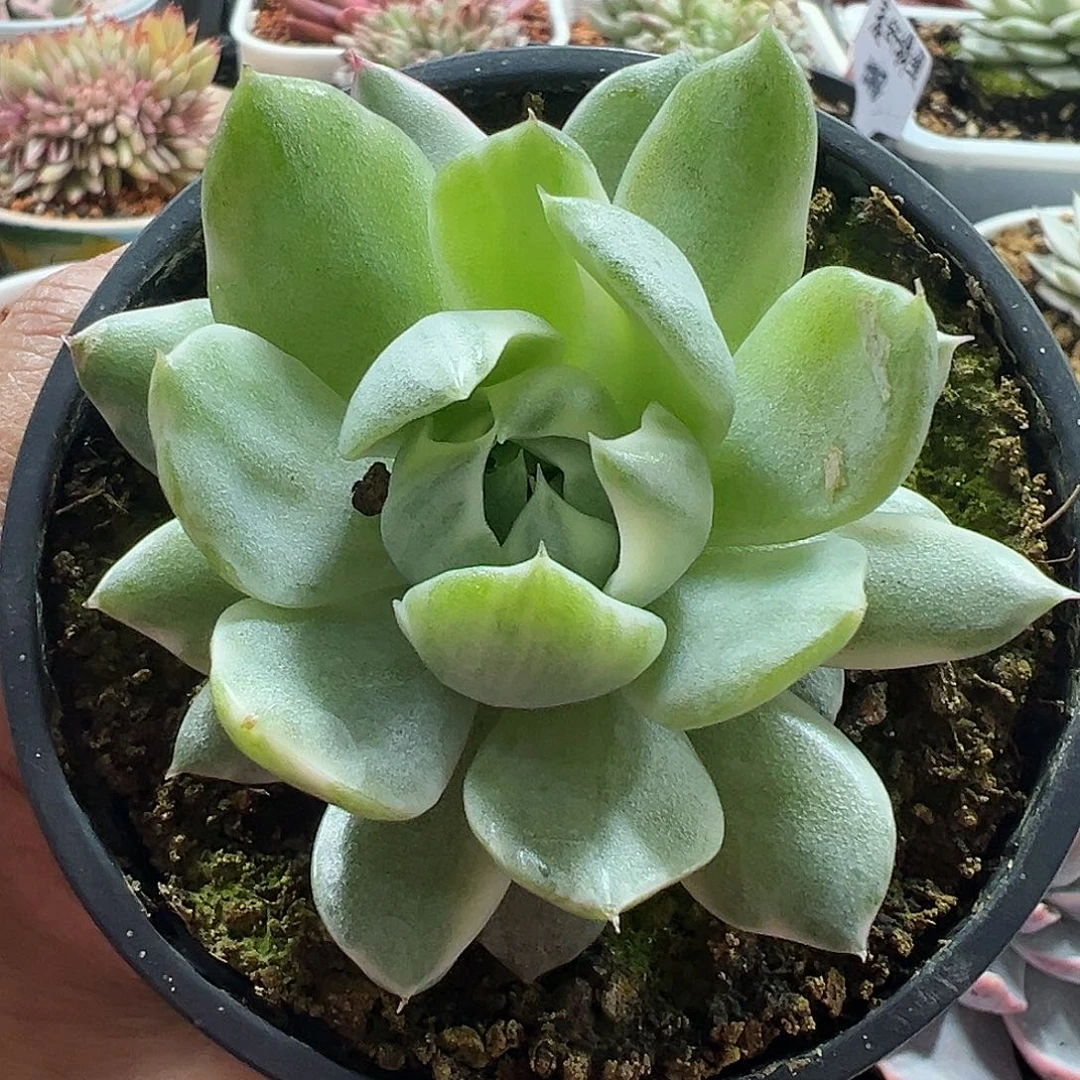 满38包邮拉丝多肉