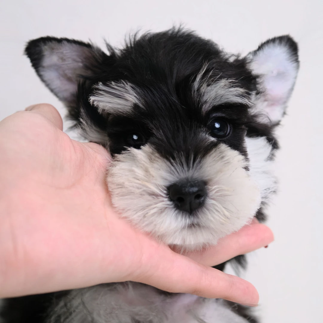 【爪爪 Meet】雪纳瑞+西施犬舍