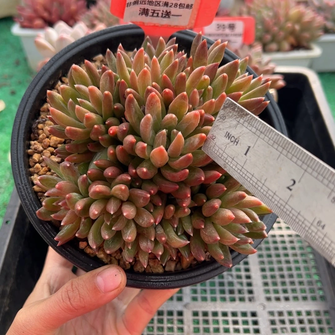 表妹精品多肉植物43.