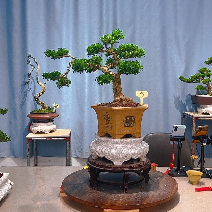 无花朵广东皱皮雀舌黄杨