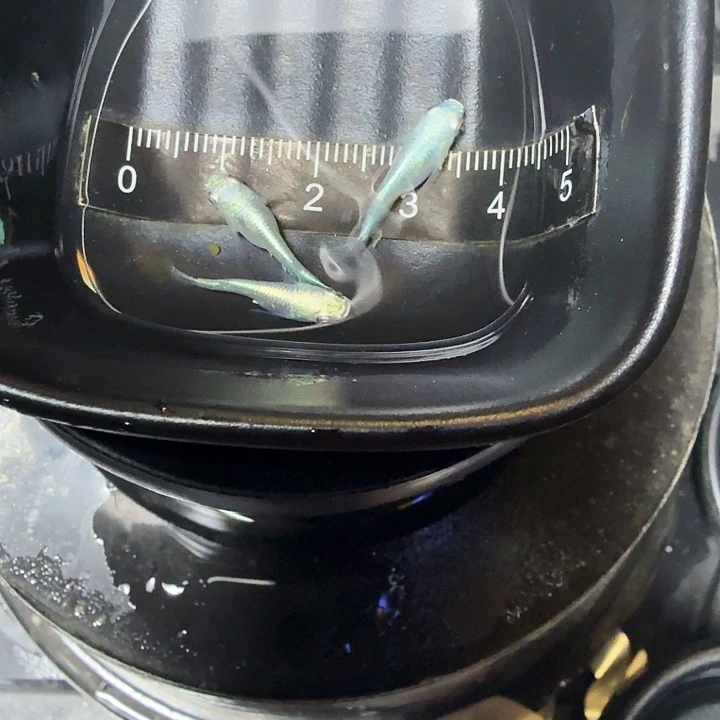 青鳉鱼57号拍品短体干